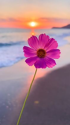 a single purple flower sitting on top of a beach next to the ocean at sunset