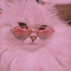 a white cat with heart shaped sunglasses on it's face and pink fur around its eyes