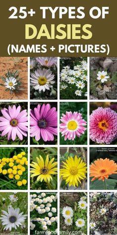 the 25 types of daisies names and pictures are shown in this image with text overlay