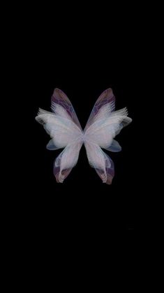 a white butterfly flying in the dark with its wings spread out and it's eyes closed