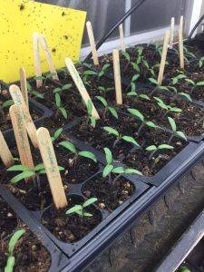 seedlings are planted in plastic trays with wooden sticks sticking out of the soil