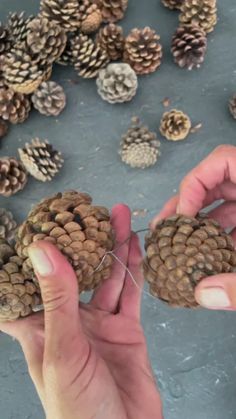 two hands are holding pine cones and needles