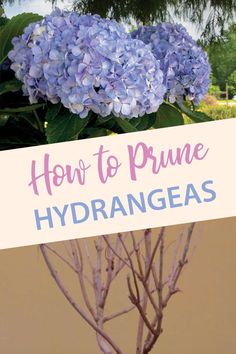 purple hydrangeas in a vase with text overlay how to prune hydrangeas