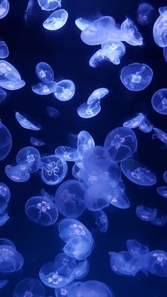 many jellyfish are swimming in the water