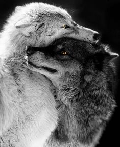 two wolfs are standing next to each other with their heads touching one another's chest