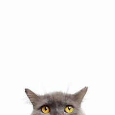 a gray cat with yellow eyes looking at the camera