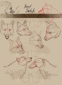 some drawings of different types of animals