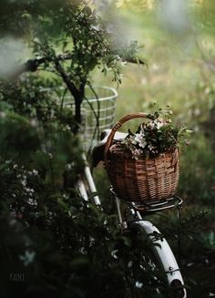 a bicycle with a basket full of flowers on the front is parked in some bushes