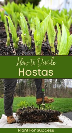 how to divide hostas from other plants in the garden with text overlay that reads, how to divide hostas plant for success