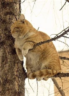 an orange and white cat sitting on top of a tree