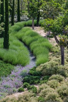 an image of a garden that looks like it is in the middle of some trees