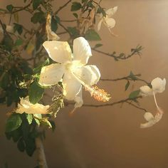 white flowers are blooming on a tree branch