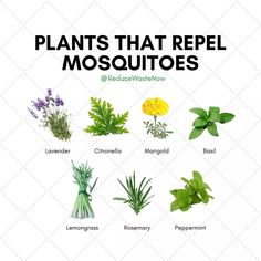 plants that repel mosquitoes