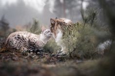 two cats are sitting in the woods together and one is rubbing its head against the other