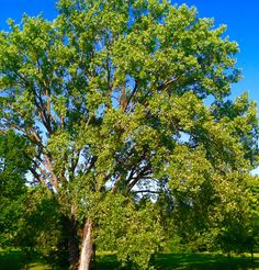 a large green tree sitting in the middle of a park