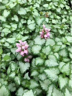 small pink flowers surrounded by green leaves