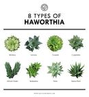 the 8 types of haworthia plants are shown in this poster, which is also labeled