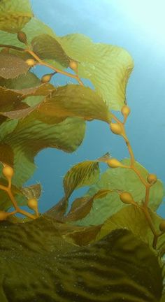 underwater view of plants growing in the water