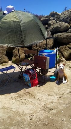 a dog sitting under an umbrella next to some chairs and coolers on the beach