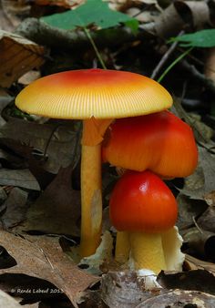 two orange mushrooms sitting on the ground next to leaves