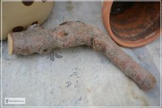 a large root is sitting next to a potted plant on the ground with dirt all over it