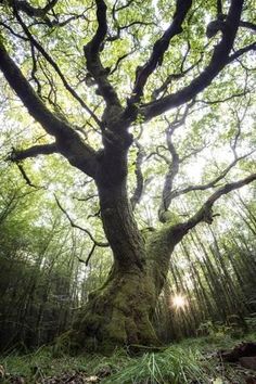 a large tree in the middle of a forest with sun shining through it's branches