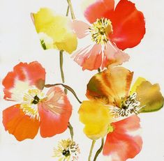 an image of flowers painted in watercolors on white paper with red, yellow and orange colors