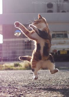 a cat jumping up in the air to catch a frisbee with it's paws