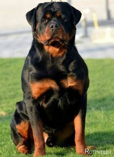 a large black and brown dog sitting in the grass