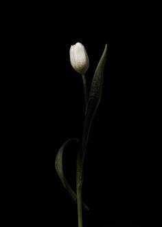 a single white tulip with green stems in front of a black background on the left side