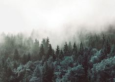 the forest is covered in fog and low lying clouds