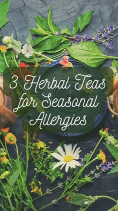 Herbal Tea For Seasonal Allergies Diy Allergy Relief, Tea For Allergies, Natural Allergy Relief Remedies, Remedies For Ear Infections, Herbs For Allergies, Natural Remedies For Sinus Infection, Remedies For Sinus Infection, Seasonal Allergy Relief, Natural Remedies For Acne