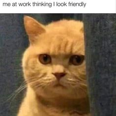 an orange cat looking at the camera with caption that reads, me at work thinking i look friendly