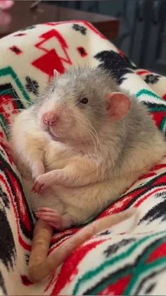 a rat sitting on top of a blanket next to a carrot