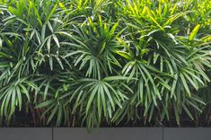 large green plants growing on the side of a building