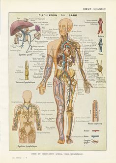 This is a lovely little French vintage anatomy print from a 1952 book entitled "Nouveau Larousse Médical". It shows the blood circulation system and the lymph circulation system, with closeups of vessels and of the heart.  Organs are identified in French on the chart. This vintage anatomy illustration would look lovely framed for a medical decor, a medical practice or a lab. It can also be used in your vintage inspired crafting projects. SIZE : page approx. 18.4 x 25.7cm (7 1/4" x 10") including Vascular System, Medical Decor, Doctors Office Decor, Cabinet Medical, Medical Gifts, Medical Anatomy, Vintage Medical, Medical Practice, Medical Students