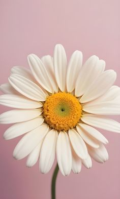 a large white flower with yellow center on pink backgrounge background, closeup