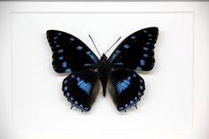 a blue and black butterfly sitting on top of a white frame