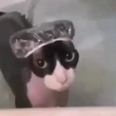 a black and white cat wearing a hat