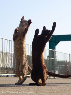 two cats playing with each other on the ground