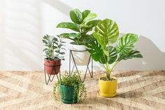 three potted plants sitting on top of a table next to each other in front of a white wall