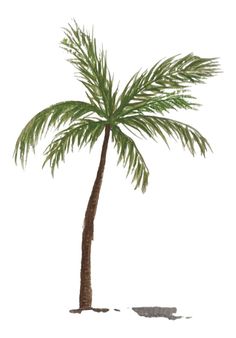 a palm tree on a white background