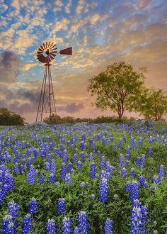 a windmill in the middle of a field with blue flowers and trees around it at sunset