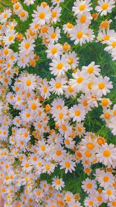 white and yellow daisies are growing in the garden, as well as other flowers