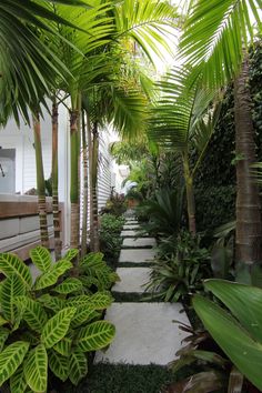 the walkway is lined with tropical trees and plants