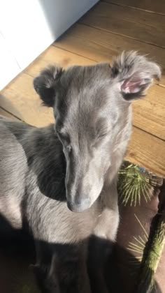 a small gray dog sitting on top of a wooden floor next to a christmas tree