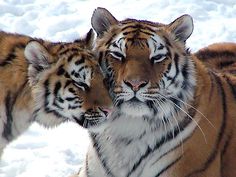 two tigers standing next to each other in the snow