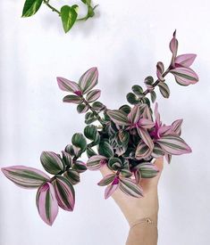 a hand holding a plant with purple and green leaves