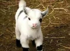 a baby goat standing on top of dry grass