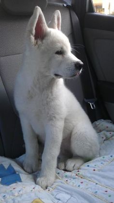 a white dog sitting in the back seat of a car